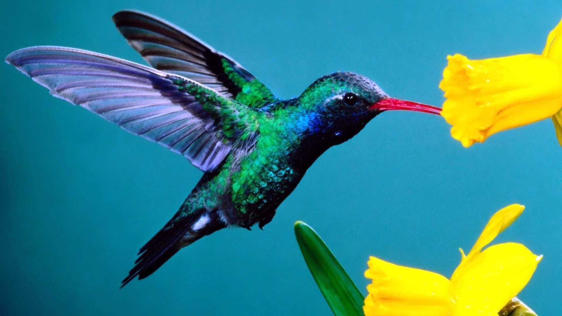 hummingbird pictures