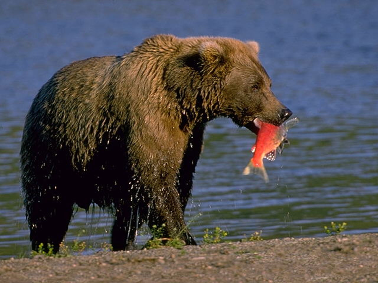 Brown Bears during Salmon Run in Katmai National Park Live from