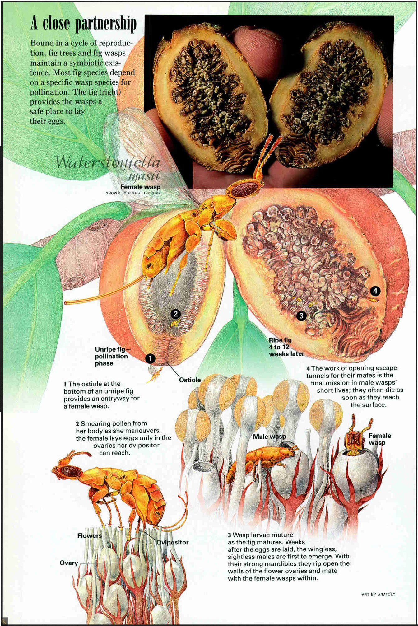 fig fruit