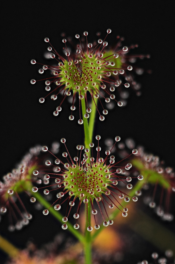 Catapulting Tentacles in a Sticky Carnivorous Plant – Siegfried R. H. Hartmeyer (2012)