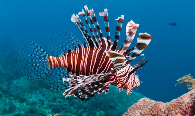 ψάρια τροπικά ψάρια Queen Angelfish Puffer Fish Parrot Fish Lionfish Butterfly fish 