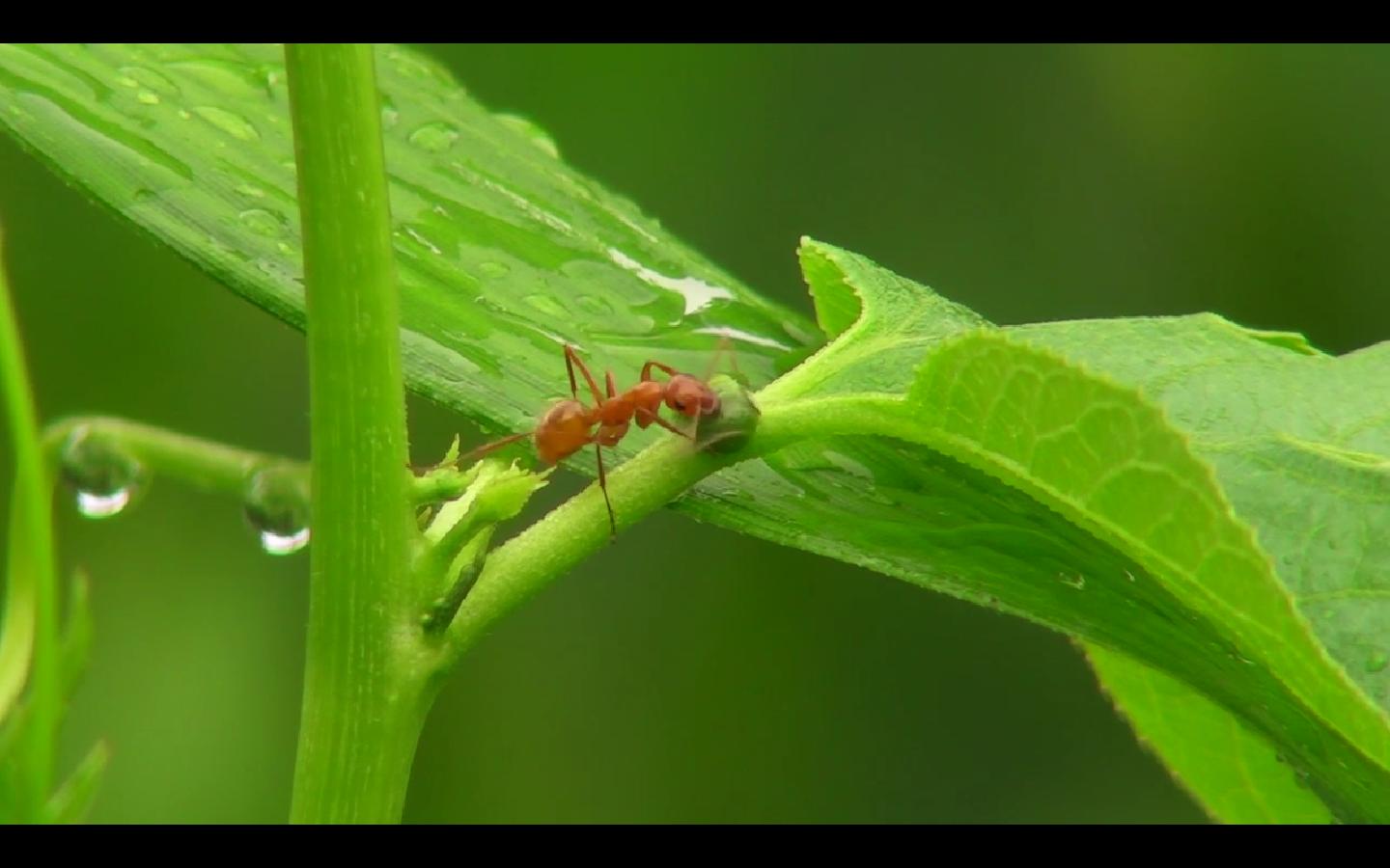 Ants Defending Plants Natural History Nature Documentary