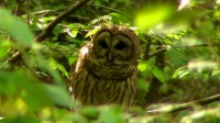 Daytime Hunting of Barred Owl (Strix varia)