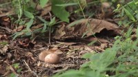 Nesting Nightjar in Camouflage