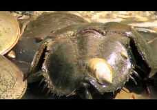 Horseshoe Crabs Mating in Maine