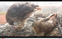 Urban (NYC) Hawk Nest – Live 24-Hour Stream