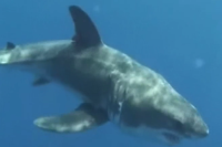 Great White Shark Pup off the Northern Aegean Coast of Turkey