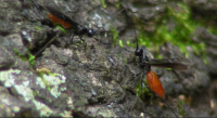 Two Braconid Wasps Competing to Oviposit