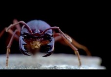 A Biography of Edward O. Wilson – Lord of the Ants (2008)