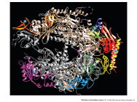 Ribbon model of RNA Polymerase II enzyme