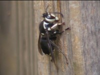 Bald-faced Hornet Worker Collecting Nest Material