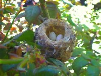 Phoebe Allens Cam – Nesting Hummingbird in California (offline)