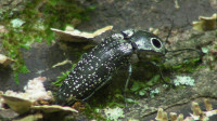 Eyed Click Bug (Alaus oculatus) Ovipositing