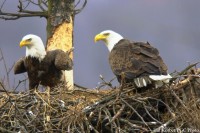 Decorah Eagle Cam – Nesting Season 2024