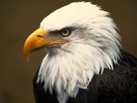 American Eagle – PBS Nature (2008)