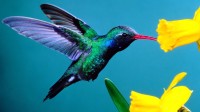 Hummingbirds: Magic in the Air – PBS (2010)