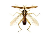 Hammer Eyed Fly (Richardia telescopica)