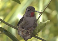 A Nest Building Hummingbird