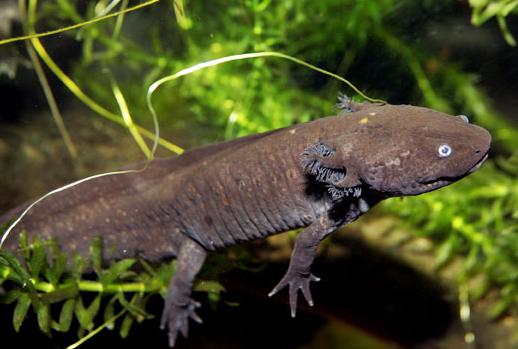 Metamorphosis – Tale of a Wetland (Bryan Maltais 2012) | Natural ...