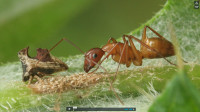 Ant Tending Treehopper Larvae