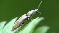 Predator Avoidance Strategy of the European Click Beetle