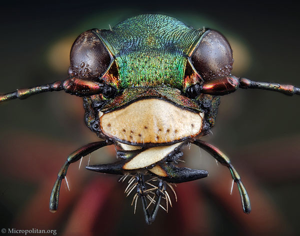 Six Spotted Tiger Beetle Ovipositing | Natural History Nature Documentary