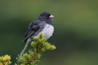 Evolution in Action – Campus Juncos at UCSD