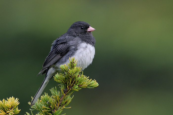 Evolution In Action – Campus Juncos At Ucsd 