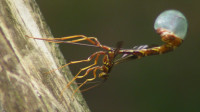 Giant Ichneumon Wasp (Megarhyssa macrurus) Ovipositing