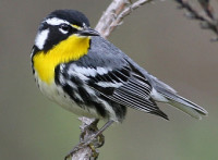 A Yellow Throated Warbler Collecting Conifer Leaves for Nest Construction