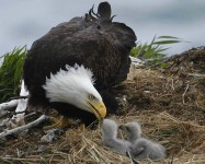 Humboldt Bay Eagle Cam – Arcata CA