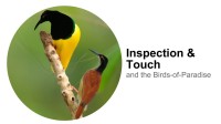 An Illustrated Introduction to Natural Selection & Sexual Selection – Cornell Lab of Ornithology (2013)