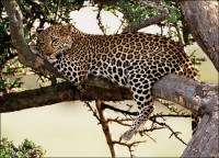 Run Hide be Invisible – Revealing the Leopard – PBS/NATURE (2010)