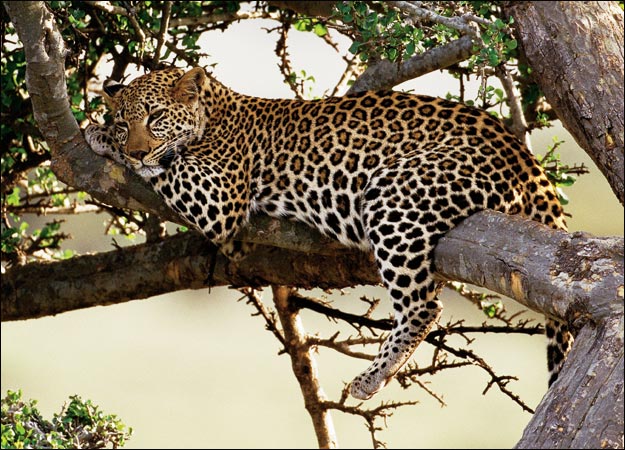 Revealing the Leopard, Leopard Facts, Nature