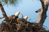 Eagle Cam from Southwest Florida – Ozzie and Harriet