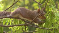 Herbivory on Pecan Catkins by an Eastern Gray Squirrel