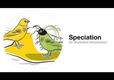 An Illustrated Introduction to Speciation – Cornell Lab of Ornithology (2013)