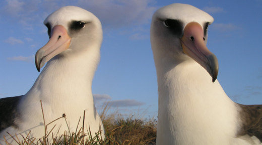 Albatross Nest Live from Hawaii | Natural History Nature Documentary