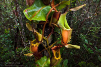 Pitcher Plants of Palawan – Stewart McPherson (2010)