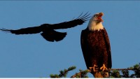 Crows Mobbing a Bald Eagle – Kevin Ebi & Jennifer Owen (2011)