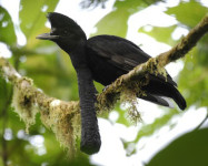 Long-wattled Umbrellabird Eating Oenocarpus fruit in the Chocó Forests of Ecuador – Luke Browne (2013)