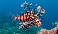 Appetite for Extinction – Invasive Lionfish of the Bermuda – Robert S. Zuill (2013)