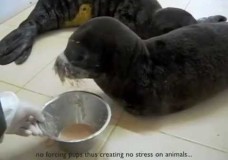 Orphaned Mediterranean Monk Seal Pups Under Rehabilitation – SAD/AFAG (2010)