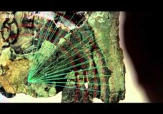 The Antikythera Mechanism: The Two-Thousand-Year-Old Computer – Mike Beckham (2012)