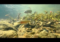 A Spawning Aggregation in a Bluehead Chub Nest  – Brandon Peoples (2014)
