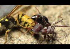 European Yellow Jacket Wasp vs. Australian Bull Ant (and other ant-wasp clashes)