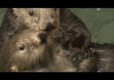 Otters vs. Climate Change – KQED/QUEST (2014)