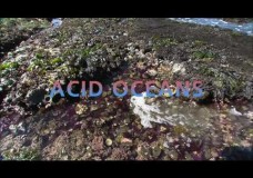 Acid Oceans – Science Bulletins – AMNH