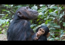 A Chimpanzee’s Tale – Pierre Stine (2002)
