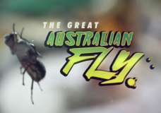 The Great Australian Fly – Tosca Looby (2014)